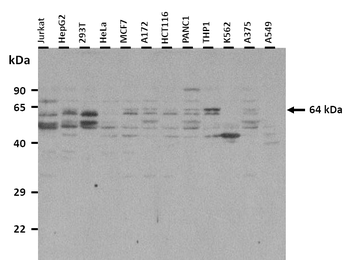 ARIH1 Rabbit Polyclonal Antibody