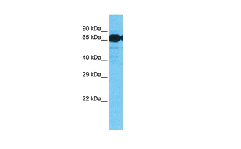 SLC7A8 Rabbit Polyclonal Antibody