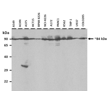 SLC7A14 Rabbit Polyclonal Antibody
