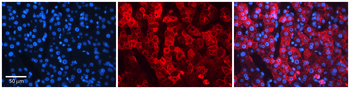 NIPA2 Rabbit Polyclonal Antibody