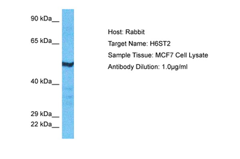 HS6ST2 Rabbit Polyclonal Antibody