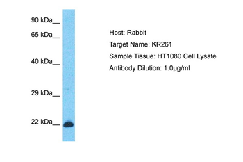 KRTAP26-1 Rabbit Polyclonal Antibody