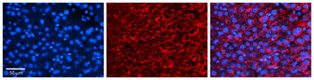 CCPG1 Rabbit Polyclonal Antibody