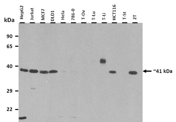 TMEM30A Rabbit Polyclonal Antibody