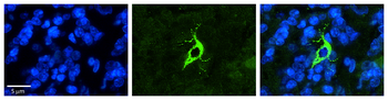 TXNDC13 Rabbit Polyclonal Antibody