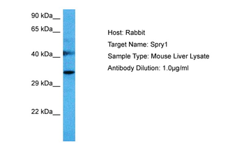 SPRY1 Rabbit Polyclonal Antibody