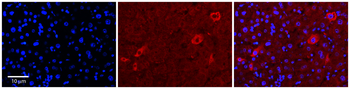 TUSC4 Rabbit Polyclonal Antibody