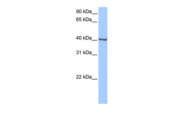 GBX-1 Rabbit Polyclonal Antibody