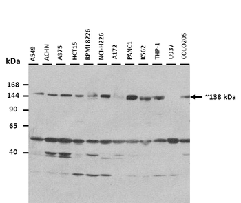 COPA Rabbit Polyclonal Antibody