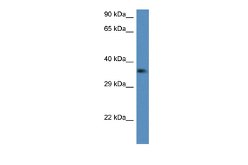 C1qtnf2 Rabbit Polyclonal Antibody