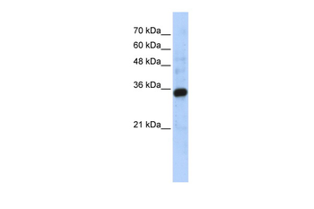 C1QTNF4 Rabbit Polyclonal Antibody