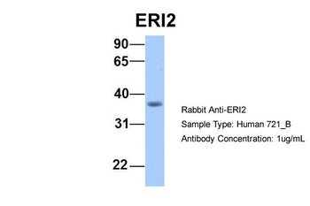 ERI2 Rabbit Polyclonal Antibody