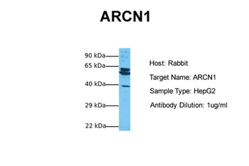 ARCN1 Rabbit Polyclonal Antibody