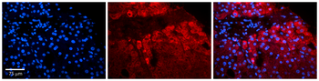 PI4KB Rabbit Polyclonal Antibody