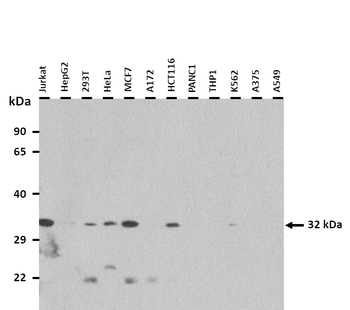 PDXP Rabbit Polyclonal Antibody