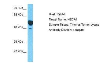 NECAB1 Rabbit Polyclonal Antibody