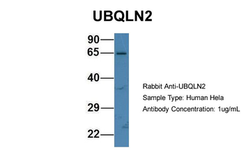 UBQLN2 Rabbit Polyclonal Antibody
