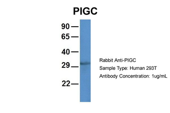 PIGC Rabbit Polyclonal Antibody