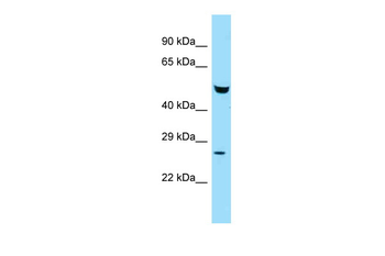 Faf2 Rabbit Polyclonal Antibody