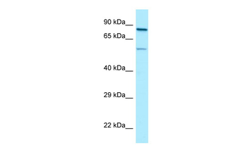 SP9 Rabbit Polyclonal Antibody