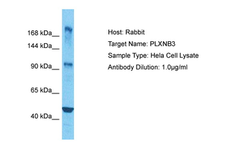 PLXNB3 Rabbit Polyclonal Antibody