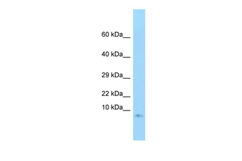 GNG3 Rabbit Polyclonal Antibody