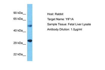 YIF1A Rabbit Polyclonal Antibody