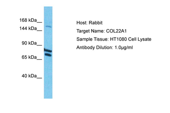 COL22A1 Rabbit Polyclonal Antibody