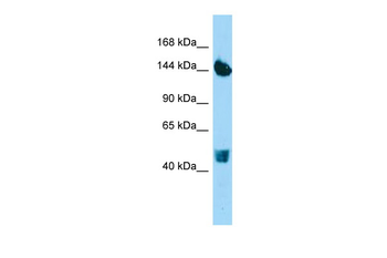 COL22A1 Rabbit Polyclonal Antibody
