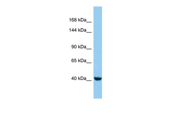 KANK4 Rabbit Polyclonal Antibody