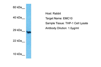 EMC10 Rabbit Polyclonal Antibody