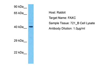FAXC Rabbit Polyclonal Antibody