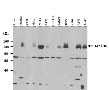 CLUH Rabbit Polyclonal Antibody