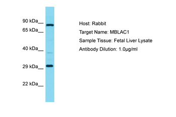MBLAC1 Rabbit Polyclonal Antibody