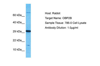 OBP2B Rabbit Polyclonal Antibody