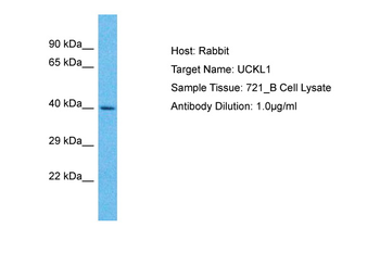 UCKL1 Rabbit Polyclonal Antibody