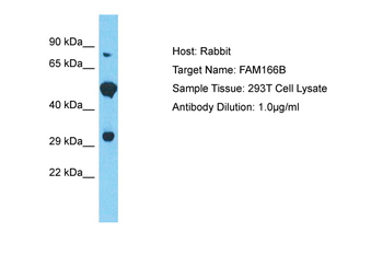 FAM166B Rabbit Polyclonal Antibody