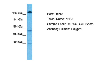KIF13A Rabbit Polyclonal Antibody