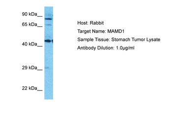 MAMLD1 Rabbit Polyclonal Antibody