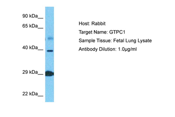 NIF3L1 Rabbit Polyclonal Antibody