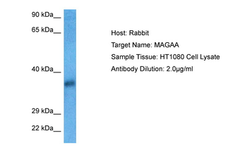MAGEA10 Rabbit Polyclonal Antibody