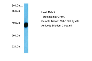 OPRL1 Rabbit Polyclonal Antibody