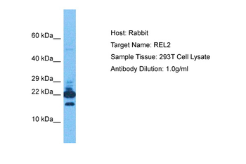 RLN2 Rabbit Polyclonal Antibody