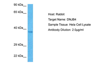 DNAJB4 Rabbit Polyclonal Antibody