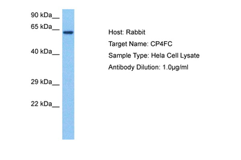 CYP4F12 Rabbit Polyclonal Antibody