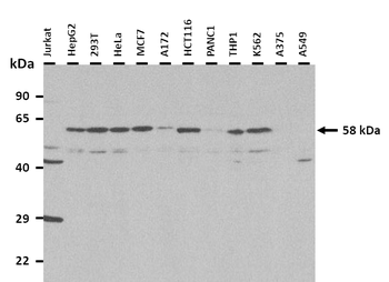 ZNF703 Rabbit Polyclonal Antibody