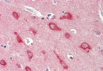 Nrgn Rabbit Polyclonal Antibody