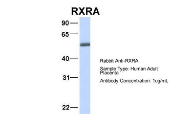 RXRA Rabbit Polyclonal Antibody