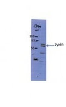 ZYX Rabbit Polyclonal Antibody