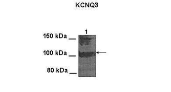 Kcnq3 Rabbit Polyclonal Antibody